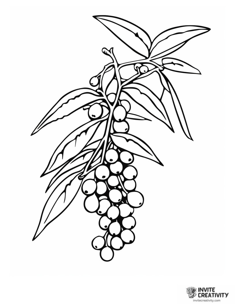 blueberries growing on branch coloring page