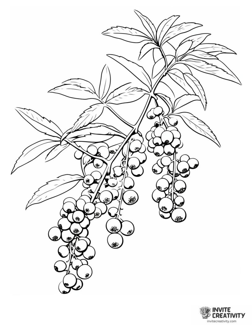 blueberries on tree branch drawing to color