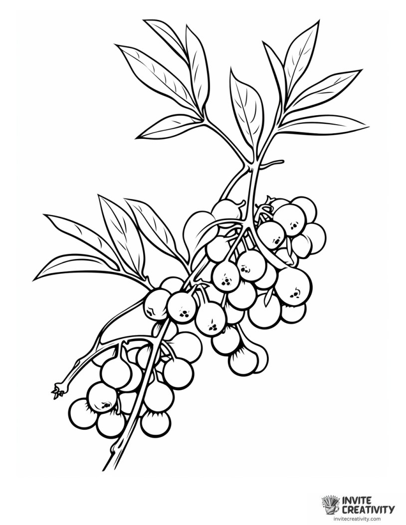 blueberry branch illustration