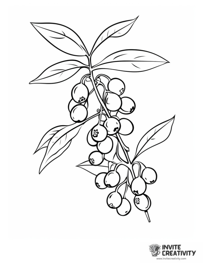 blueberry coloring sheet