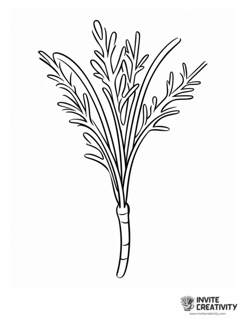 carrot with big leaf to color
