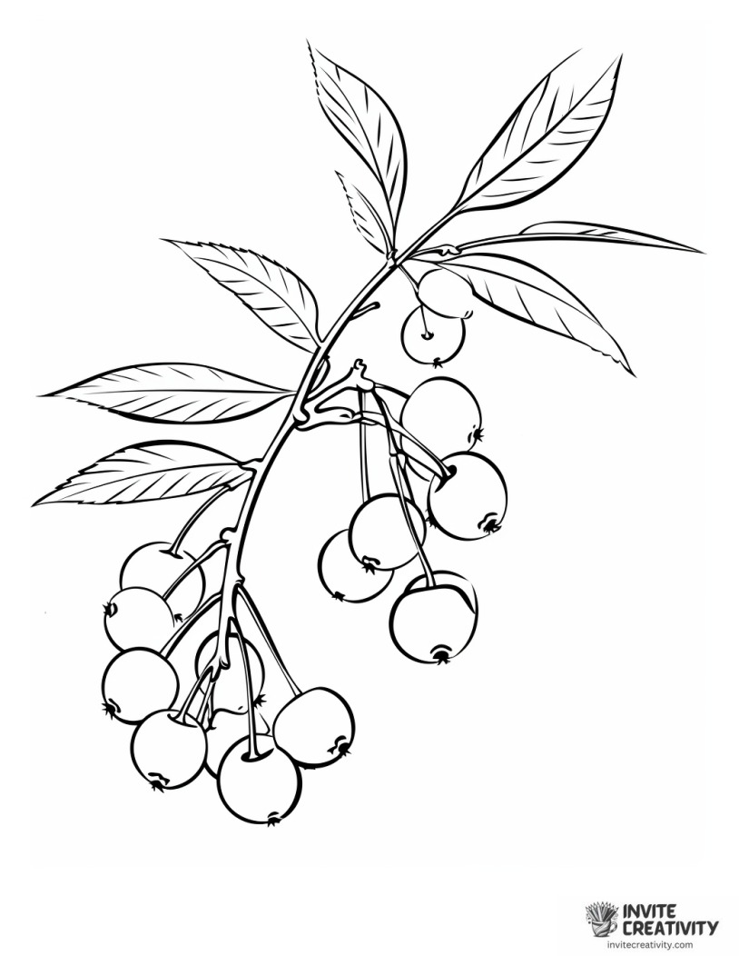 cherry coloring sheet