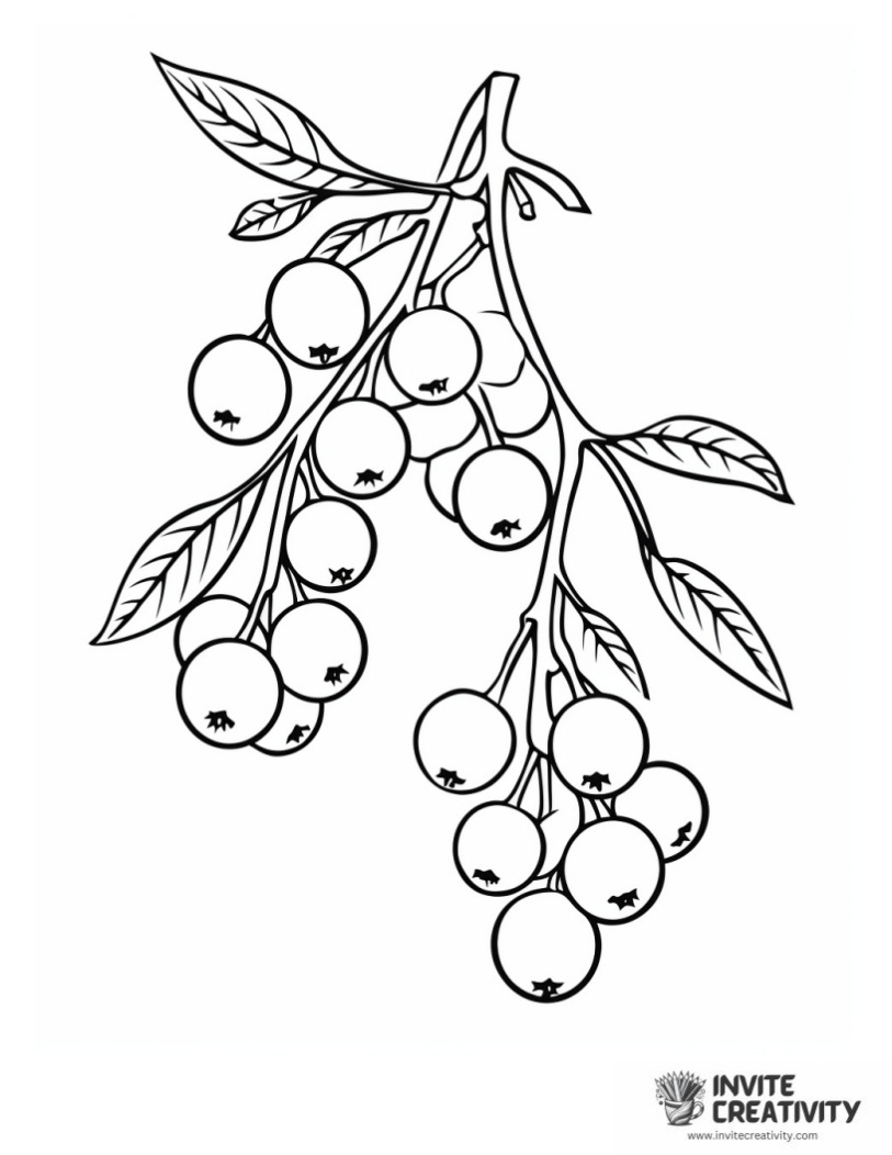 cherry coloring sheet