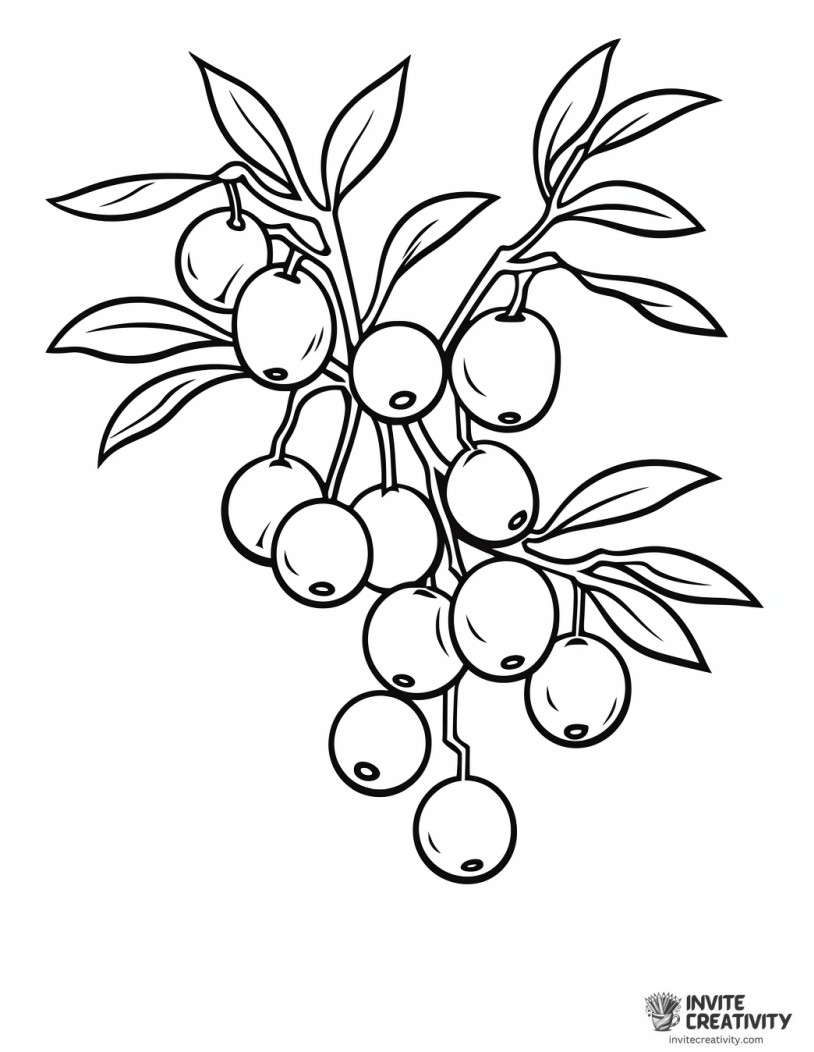 cherry fruit coloring page