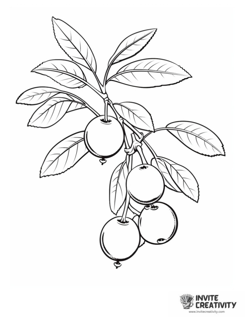 cherry illustration