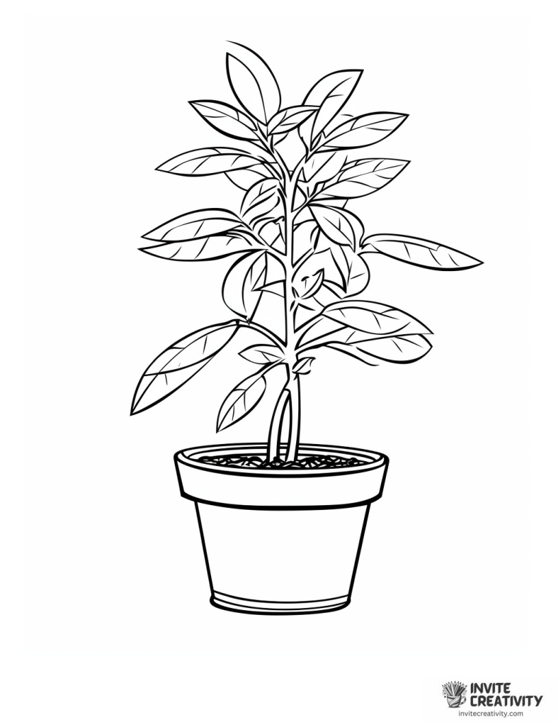 coffee plant illustration
