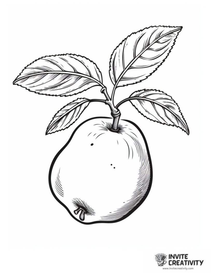 coloring page of Pear fruit