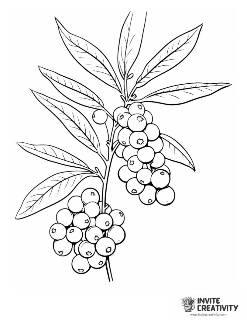 coloring page of blueberry