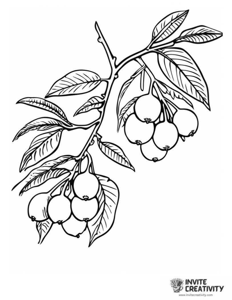 coloring sheet of Cherries