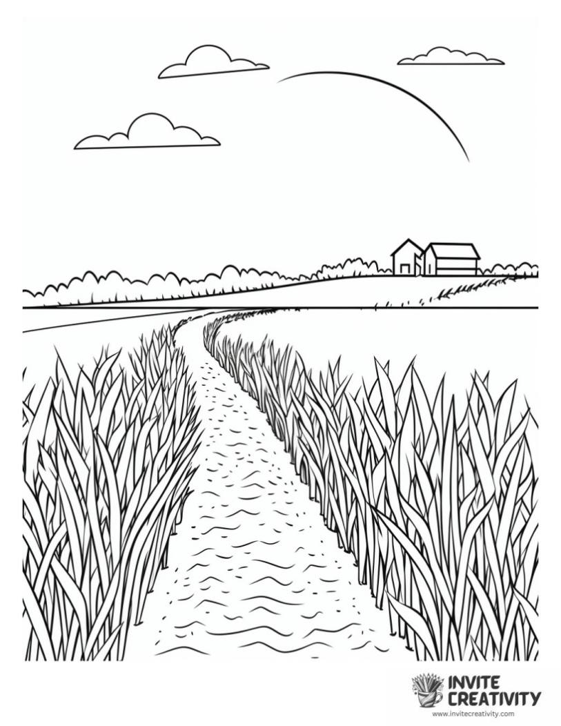 corn field coloring page