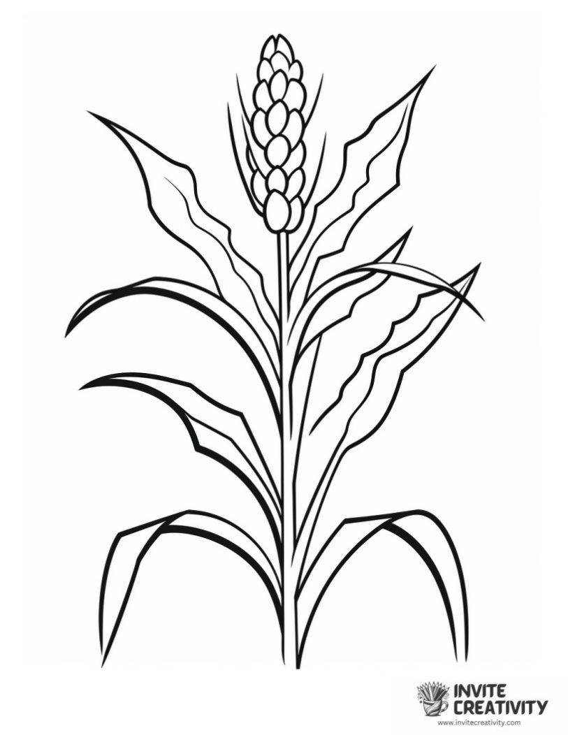corn stalk simple to color