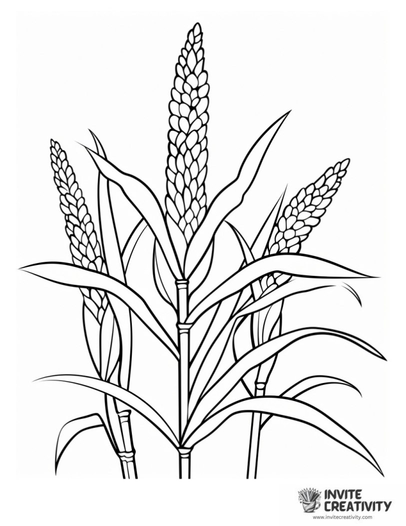 detailed corn coloring page
