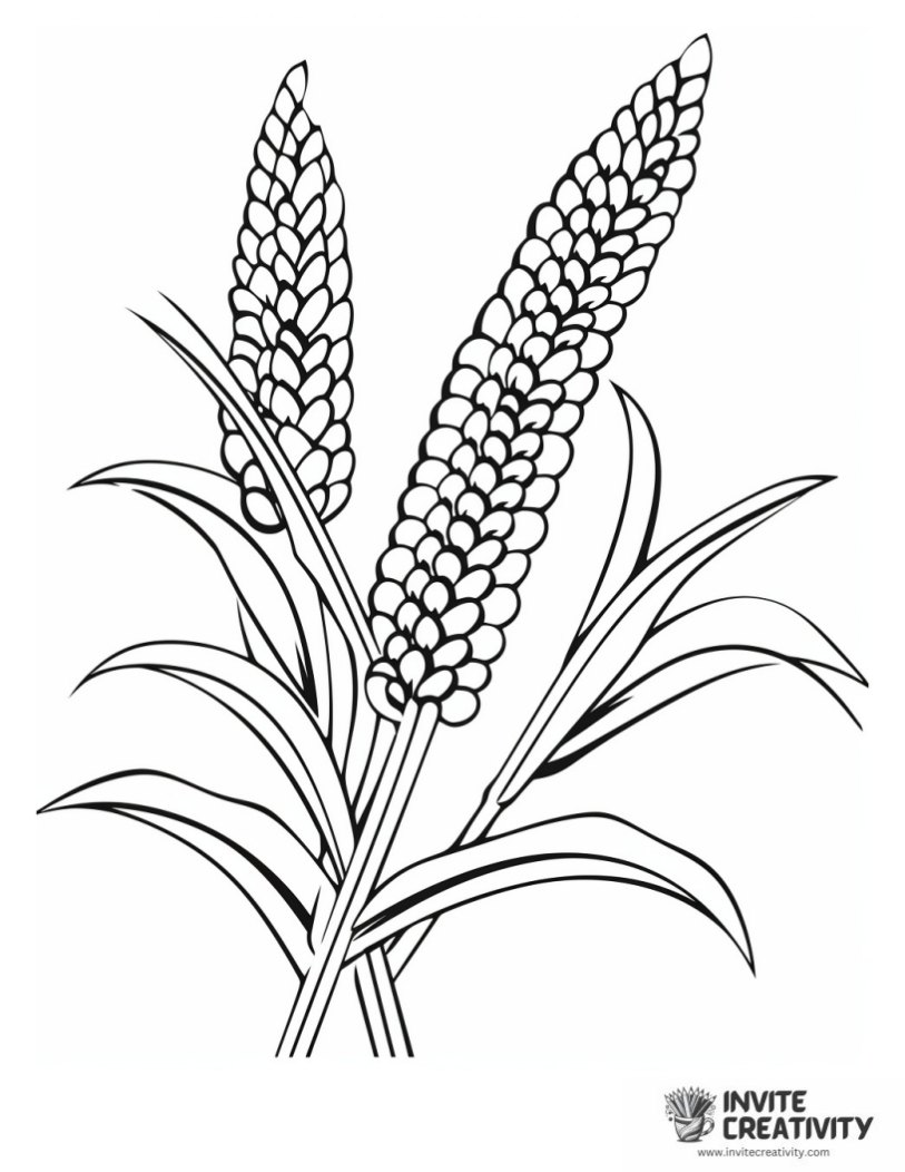 indian corn coloring page