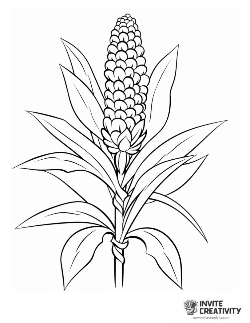 indian corn drawing to color
