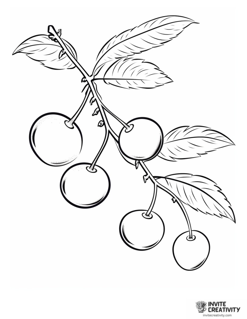 pair of cherries drawing to color