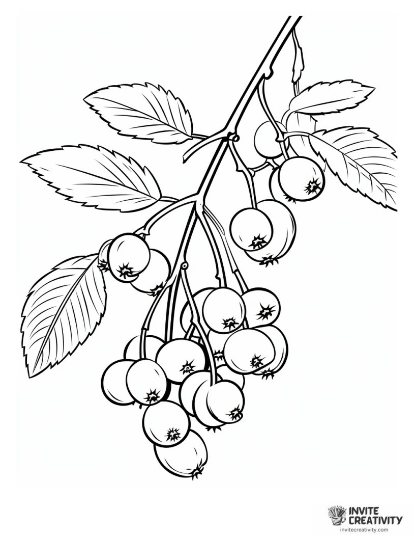 sour cherry illustration
